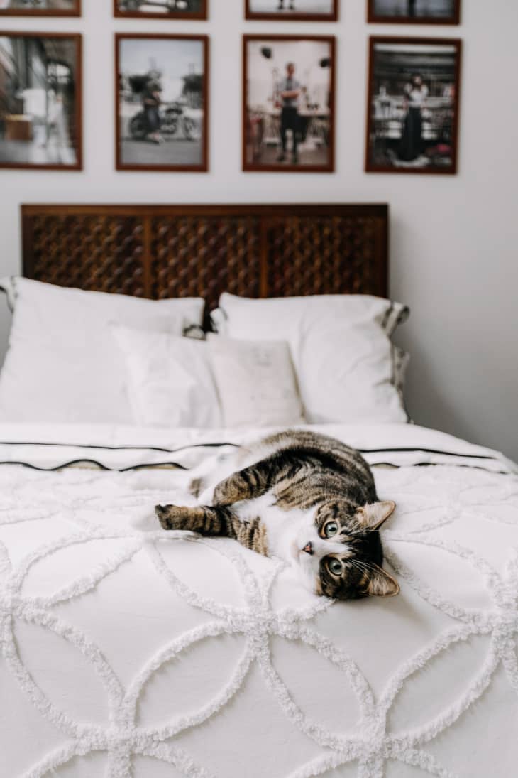 How to Talk to Your Landlord About Getting a Pet Apartment Therapy